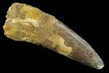 Real Spinosaurus Tooth - Monster Dino Tooth #124978-1